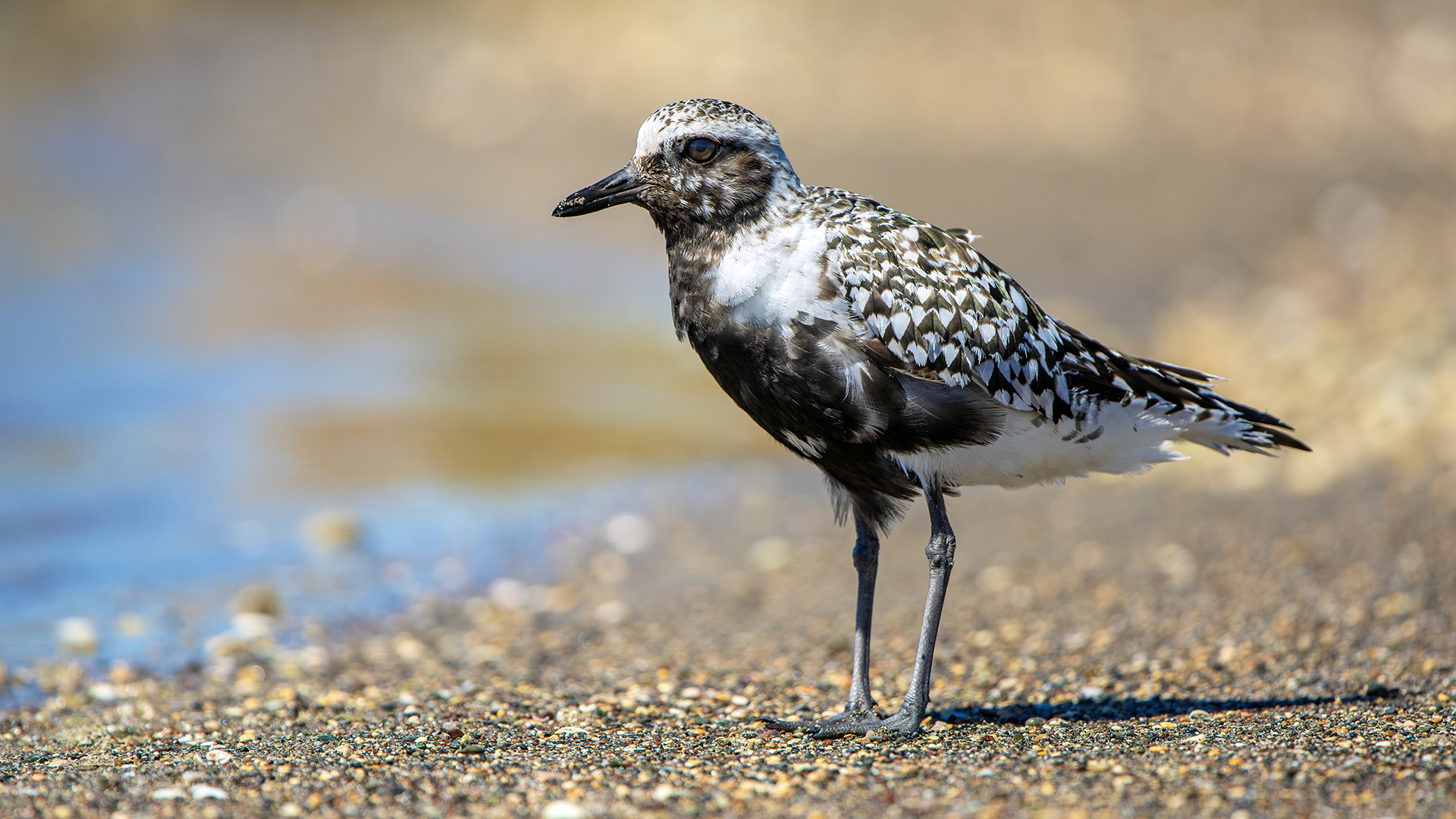 Black-bellied Plover